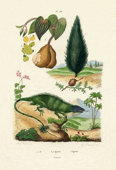 European Yew by French School